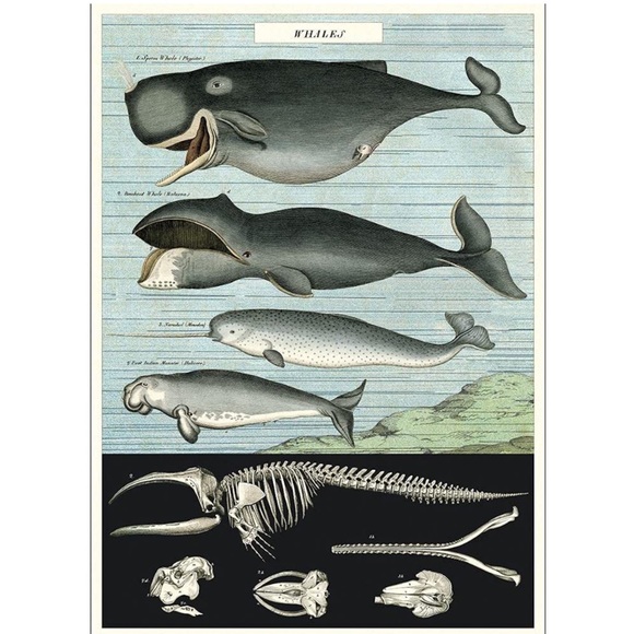 🐋 Cavallini & Co. Whales Vintage Image Chart Poster - NWT - Picture 1 of 8